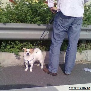 苏州苏嘉杭高速公路上一名被堵旅客溜狗(网友GodShepherd提供图片30/9/2012)