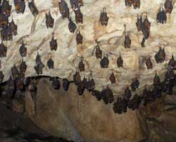 Image of bats in a batcave