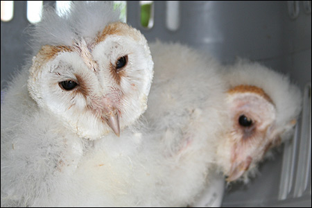 Springwatch 2007 at Chapelfield Gardens