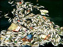 مردہ مچھلیاں