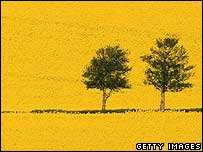 Đồng hoa cải dầu