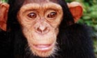 Chimps up close