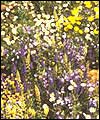 WIldflower rockery
