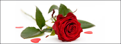 a single red rose with candy hearts