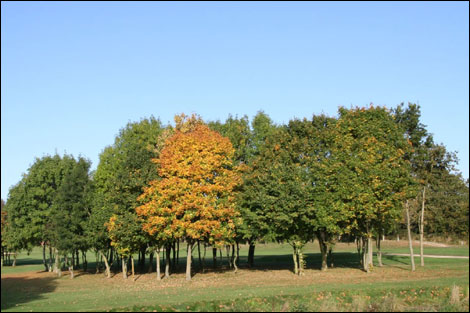 Trees in autumn