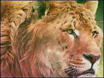 Filhote de leão com tigre