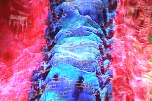  Vivien Prideaux is a textile dyer. Her love of Indigo and the Japanese Shibori process has taken her all over the world. She uses hand woven hemp, linens, velvets and cashmere for the magical process of dyeing with natural indigo.
