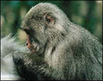 ميمون ريسس rhesus