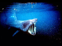 Tubarão-frade. Foto: PA