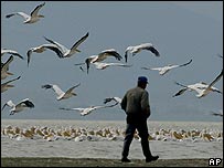 Chim di trú ở Thổ nhĩ kỳ