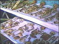 Останки людей, замордованих у Жовкві