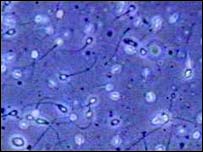 शुक्राणु