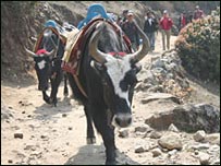 एवरेस्ट पर सैलानी