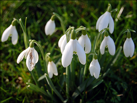 Snowdrops at Easton Lodge
