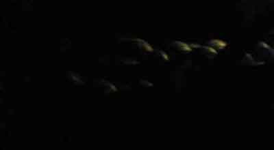 عکس خيلی بد از هندوانه های سرراه که زير چراغ زنبوری دل مسافرای نميه شب رو می برن!