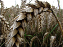 地里待收的小麦