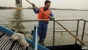 上海环卫工人打捞死猪