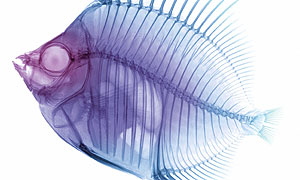 Picture: Getty/James M Wehtje