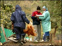 пташиний грип