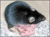 Modificação genética foi feita em óvulo de fêmea