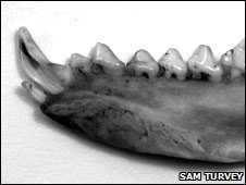 Dente do 'Solenodon paradoxus'