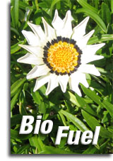 जैव ईंधन