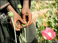 Afganistan'da haşhaş tarlaları