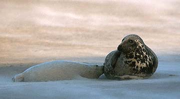 Grey Seal with pup ©Gerhard Schulz