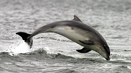 Bottlenose dolphin