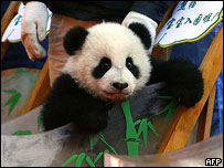 Filhote de panda