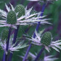 Eryngium, Sea holly