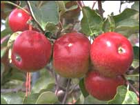 سيب های سالم 