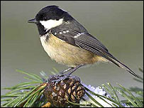 Coal tit