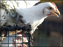 برڈ فلو کا خطرہ