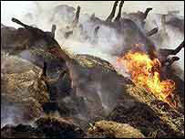 2001 में जानवरों को नष्ट किया गया