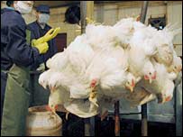 चीन में मुर्ग़े-मुर्ग़ियाँ