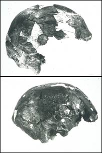جمجمه اوموی دو