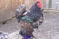 Y ceiliog Cochin du (cyn ei olchi!)