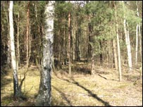 Rừng bên Đức hay Balan thì cũng là những loài cây ấy