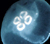 Moon Jellyfish