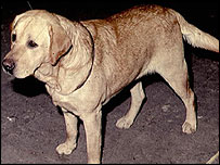 labrador dog