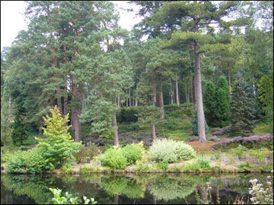 Bedgebury Pinetum. Photo by Denise Tate. 