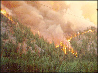 آتش سوزی در جنگل