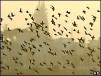 پرندگان مهاجر