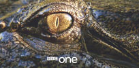 crocodile eye