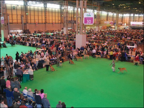 克鲁夫茨名犬大赛