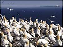 Gannets on Bass Rock
