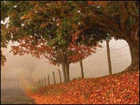  کشمیر میں چنار کے درختوں کی تعداد کم ہوتی جارہی ہے