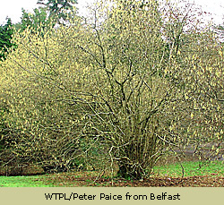 Hazel Tree - WTPL/ Peter Paice 