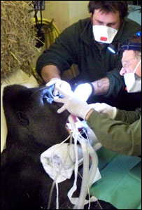 Gorila em tratamento dentário. Foto: Cortesia Paignton Zoo